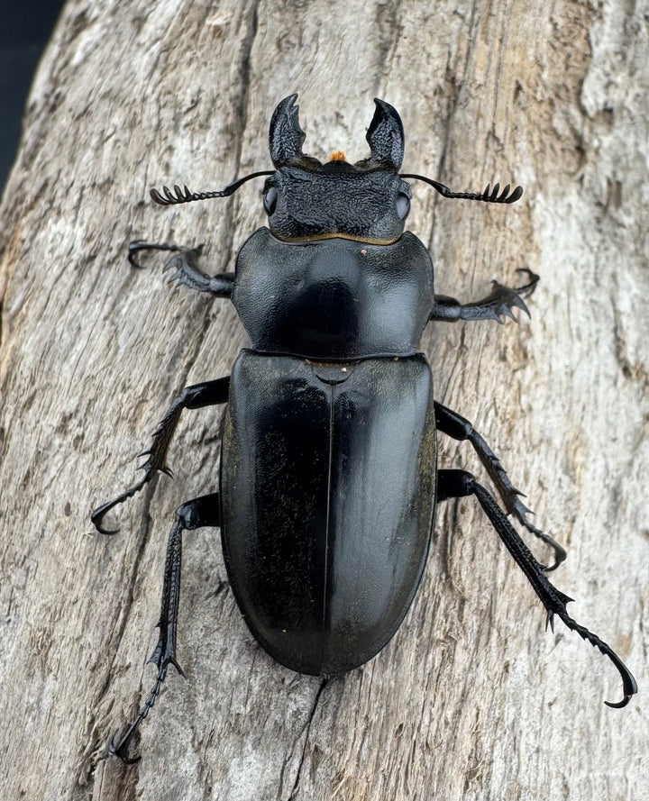 【WD】《ノビリスミヤマ 62mm ペア》