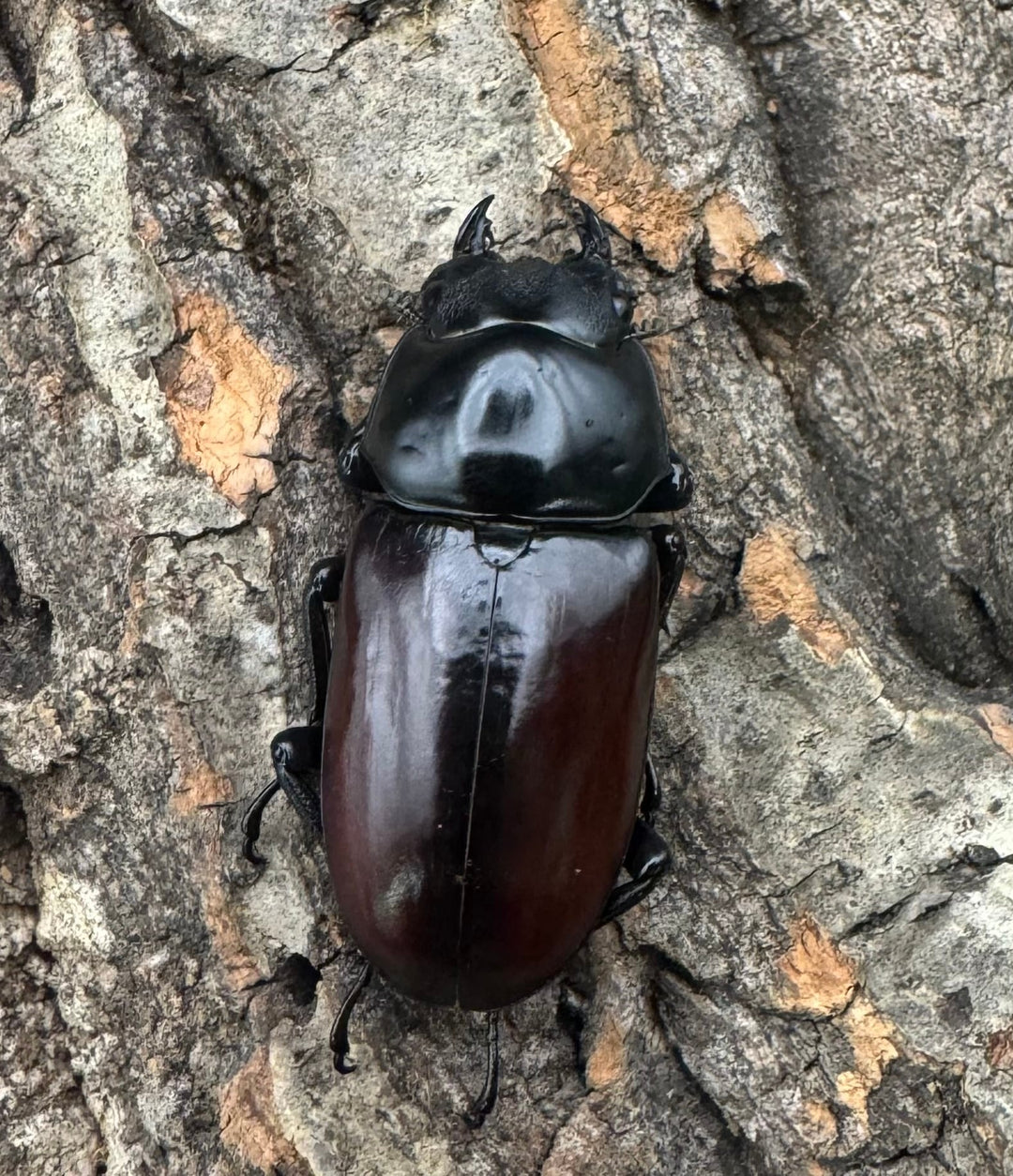 【WF2】《アローコクワ亜種リエン 70mm ♂♀♀トリオ》