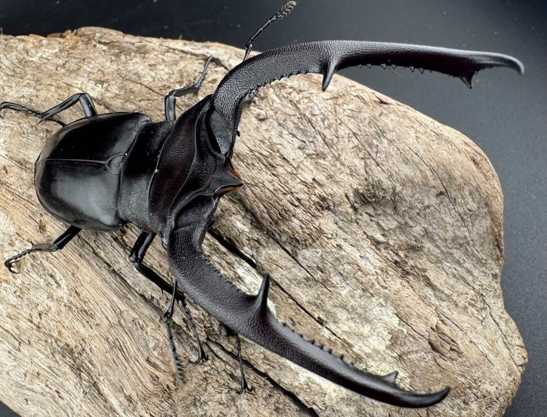 【WD】《マンディブラリスフタマタ 92.5mm ペア》