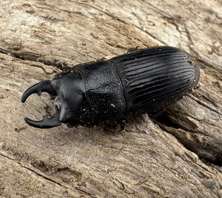 【WD】《フィリピンネブト原名亜種 Free ペア》