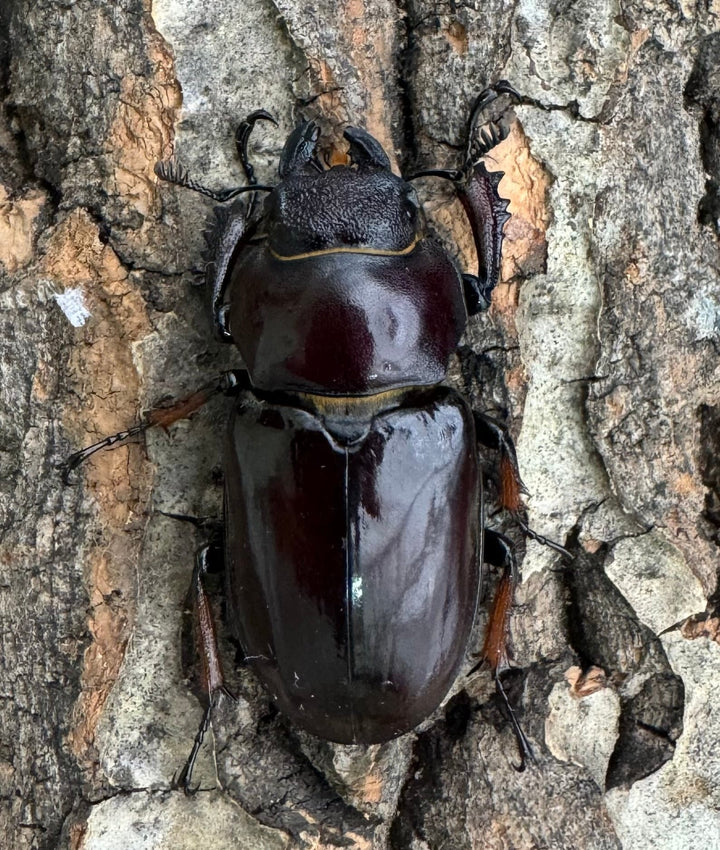 【WD】《イミタトールミヤマ（イミテーターミヤマ） 大型 ペア》