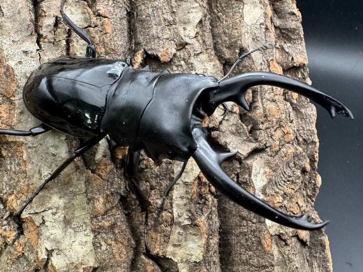 【WD】《インターメディアツヤクワガタ 87mm ペア》