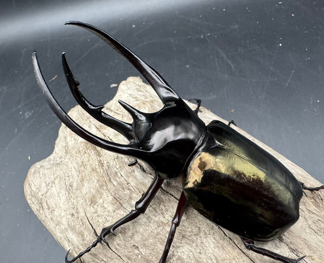 【WD】《ジャワコーカサスオオカブト 110mm A'品ペア》