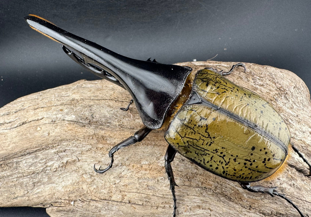 《ヘラクレス・ヘラクレス 147mm ペア》