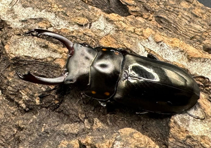 【WF1】《フルボノタトゥスコクワ 32mm ペア》