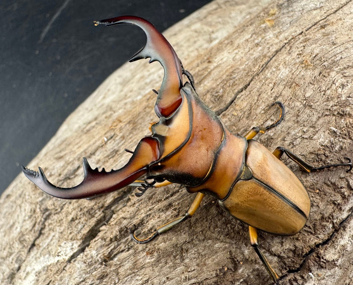 【WD】《アラガールホソアカクワガタ 58mm ♂単》