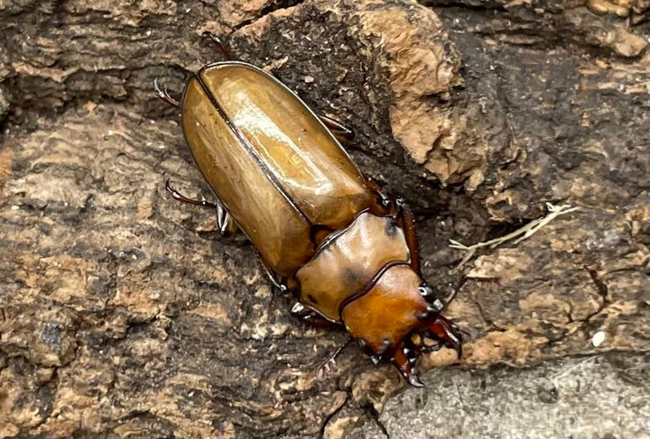 【WD】貴重種《カスタネウスオニクワガタ ペア》