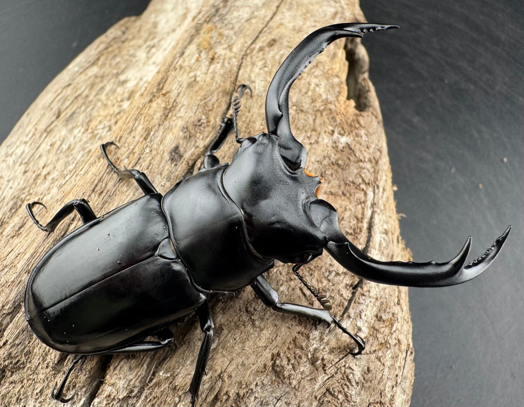 【WD】《ウエストウッディ亜種カズミアエ 雲南省産 72mm ペア》