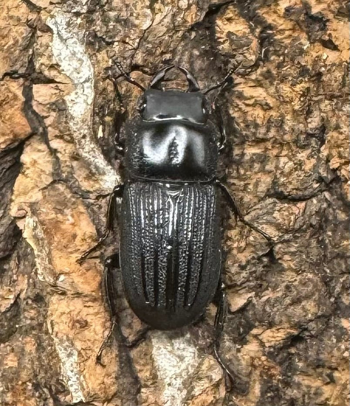 【WF1】《ドルクスミント Free ペア》