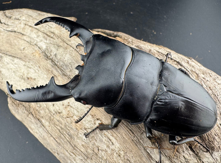 【赤目】《パラワンオオヒラタクワガタ レッドアイ 98mm ペア》