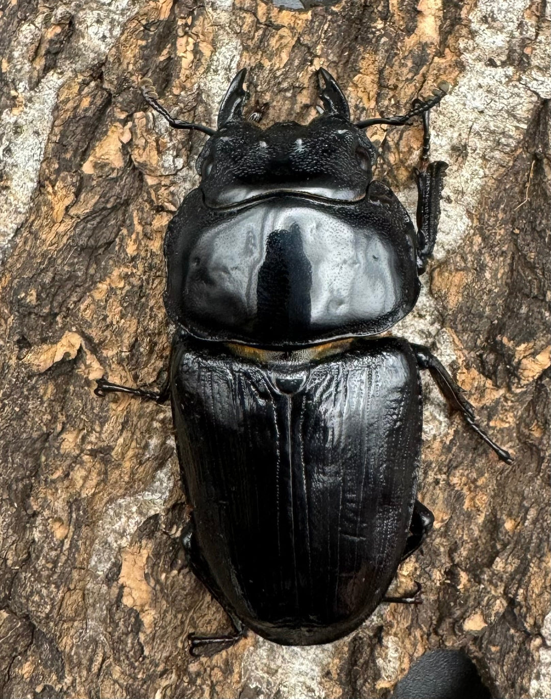 《オオクワガタ TT川西血統 86mm B品ペア》ヒート氏ブリード個体