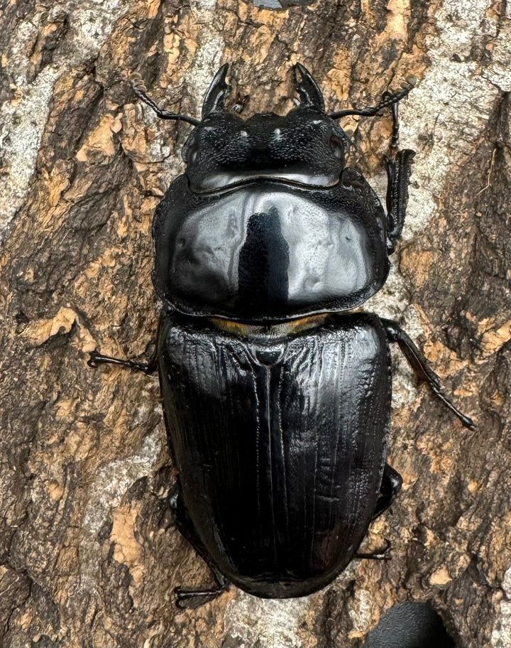 《オオクワガタ TT川西血統 86mm B品ペア》ヒート氏ブリード個体