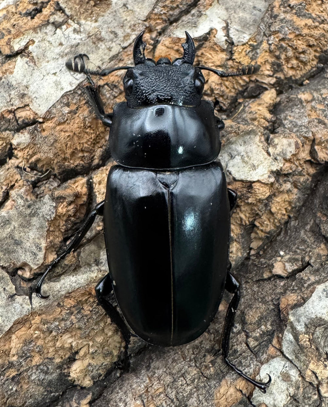 《ギラファノコギリ亜種ケイスケ 101mm ペア》