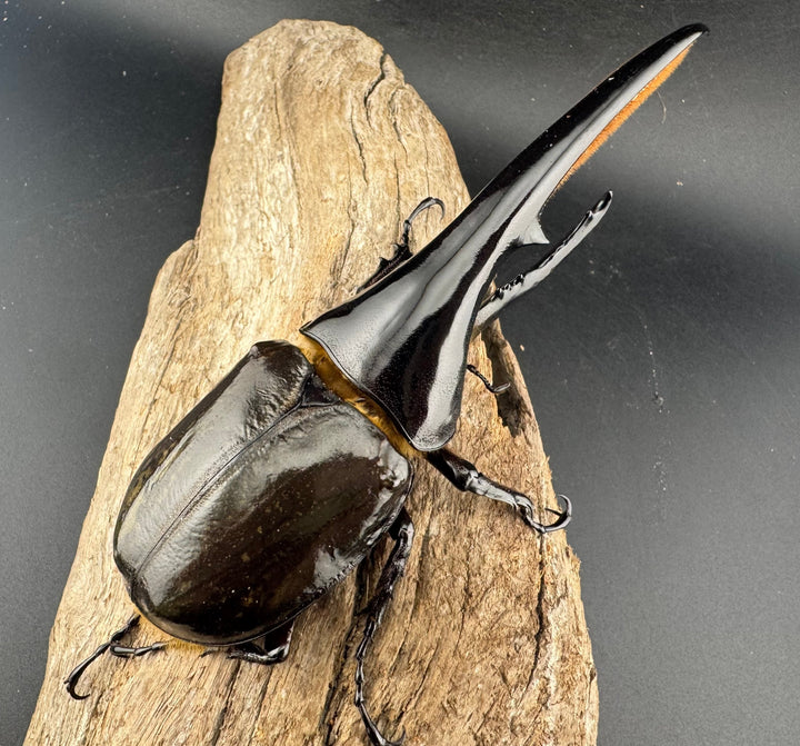 《ヘラクレス・ヘラクレス 134mm ペア》