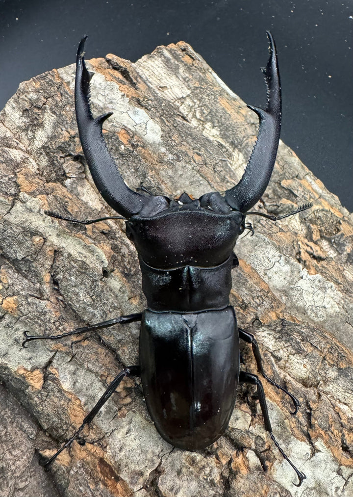 【WD】《マンディブラリスフタマタ 103.5mm B品ペア》