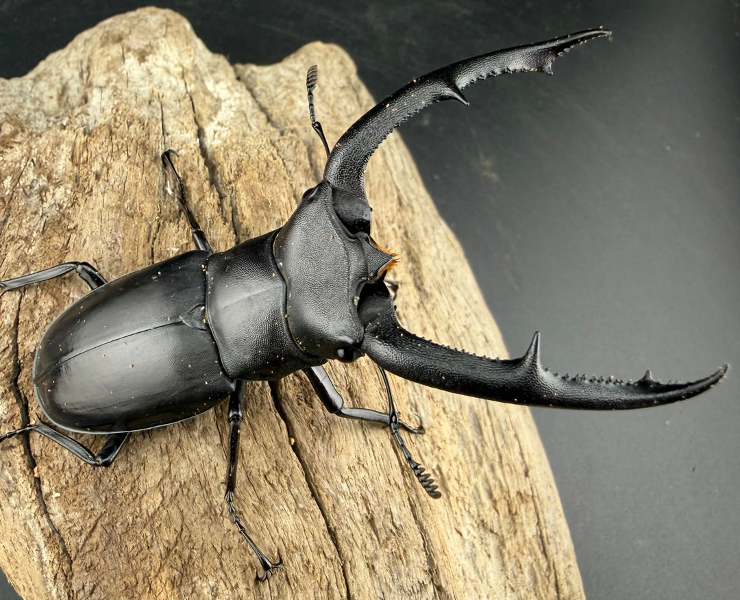 【WD】《マンディブラリスフタマタ 81.5mm ペア》