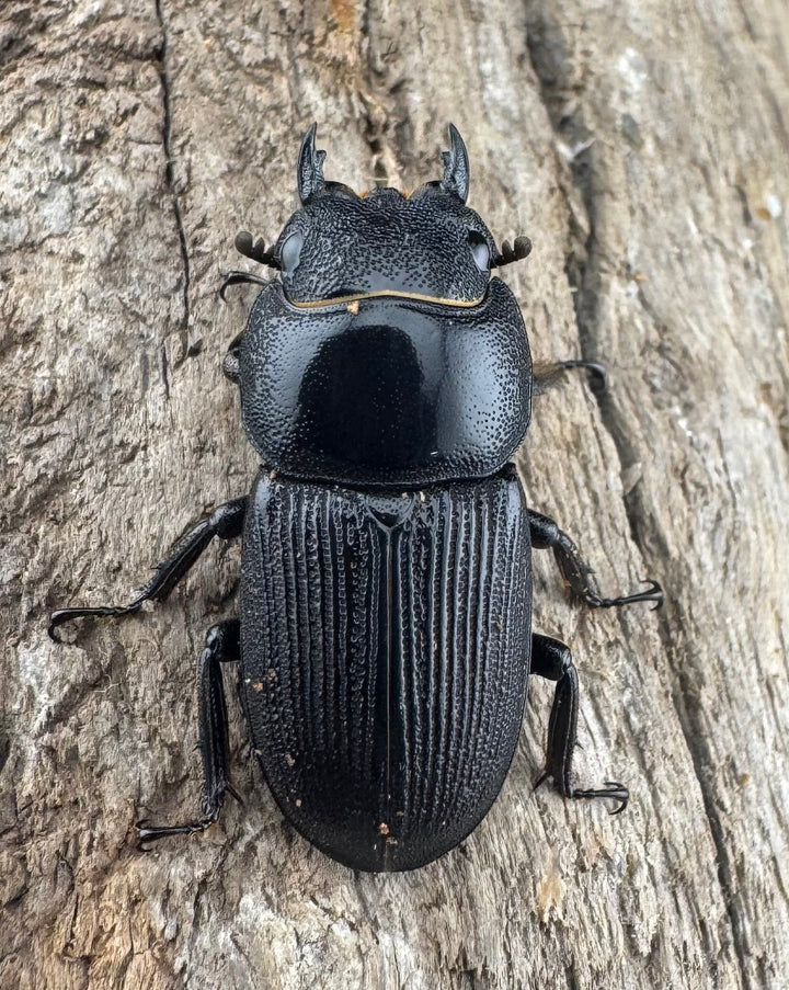 【WD】《ドルクスヒルティコルニス ssp. 41mm ペア》