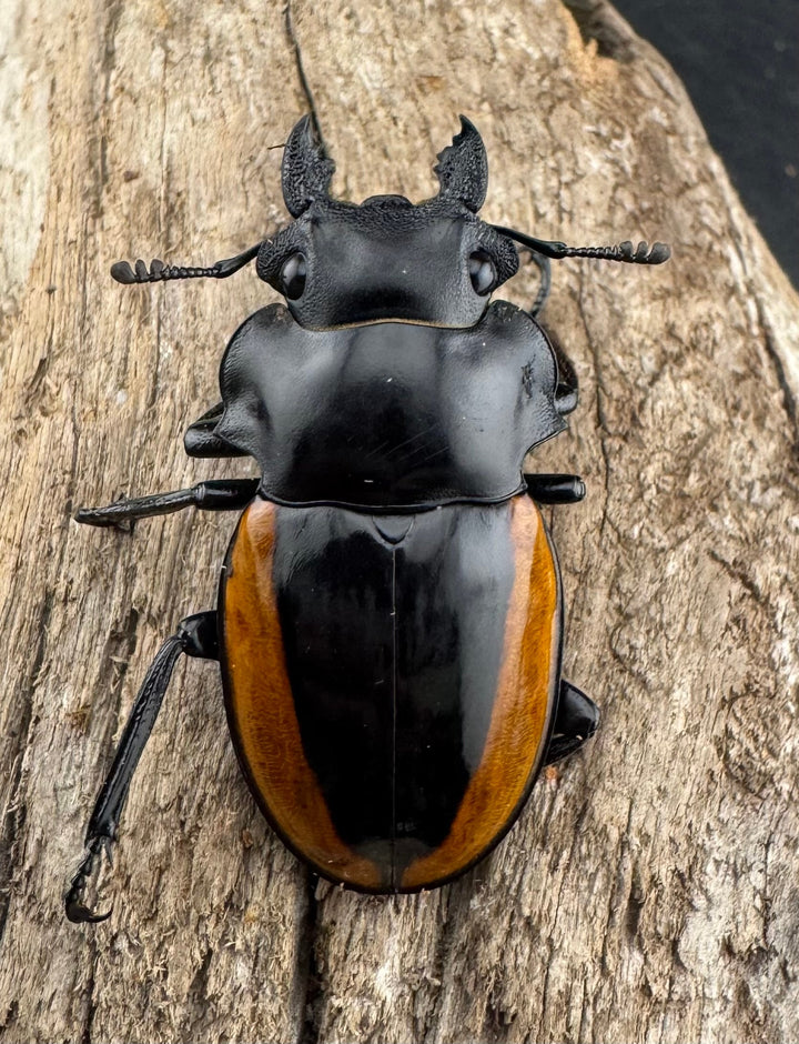 【WD】《ワラストンツヤクワガタ 70mm ペア》