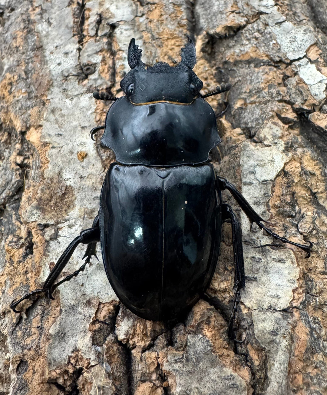 【WD】《インターメディアツヤクワガタ ネグロス産 97.5mm ペア》