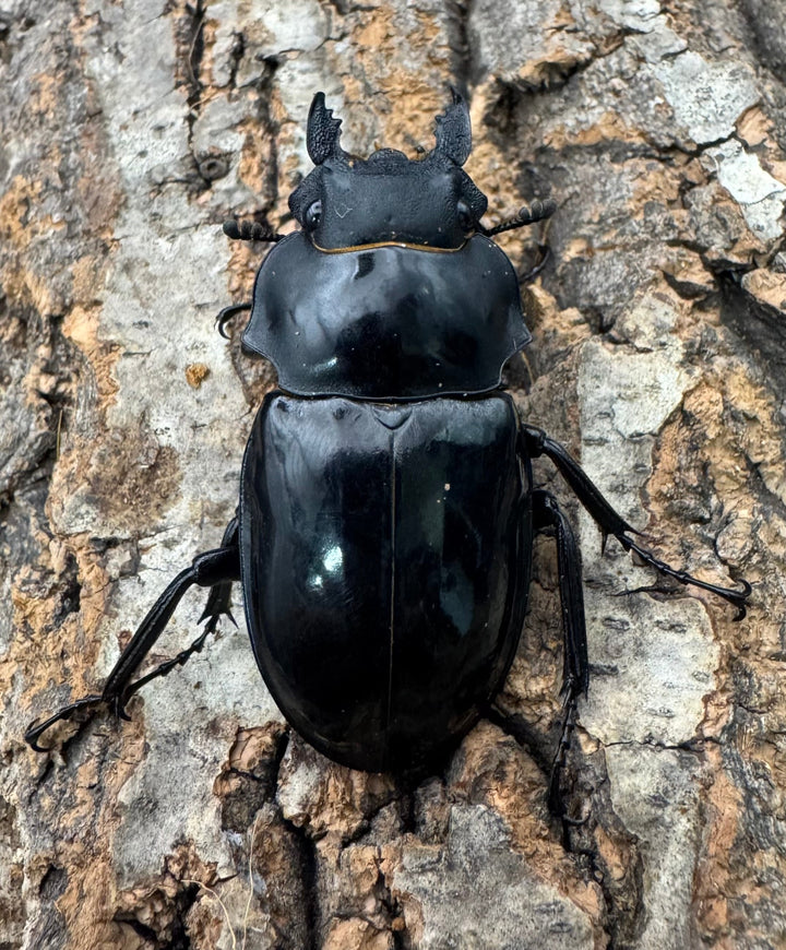 【WD】《インターメディアツヤクワガタ ネグロス産 97.5mm ペア》