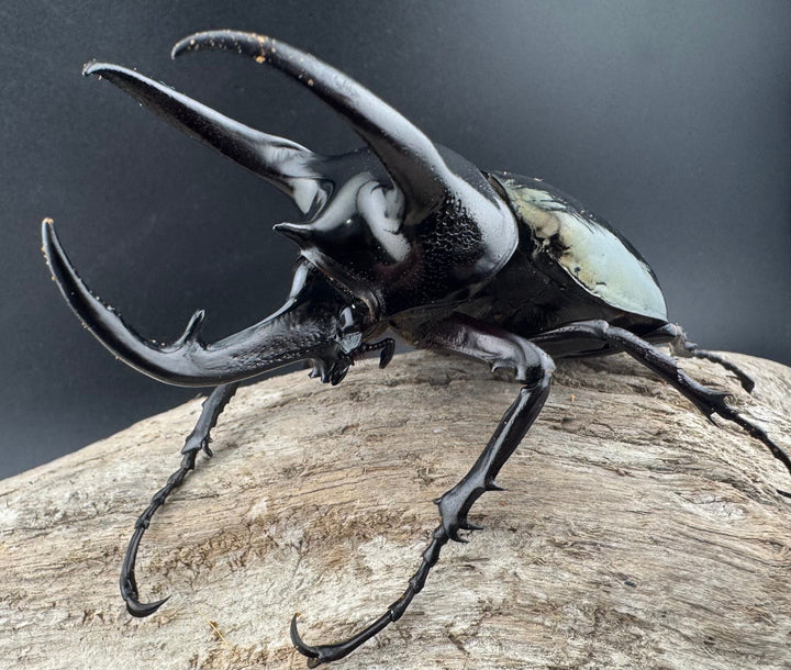 【WD】《スマトラコーカサスオオカブト 92mm B品ペア》