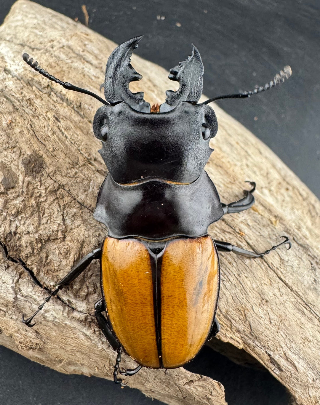 【WD】《ガゼラツヤクワガタ原名亜種 64.5mm ペア》