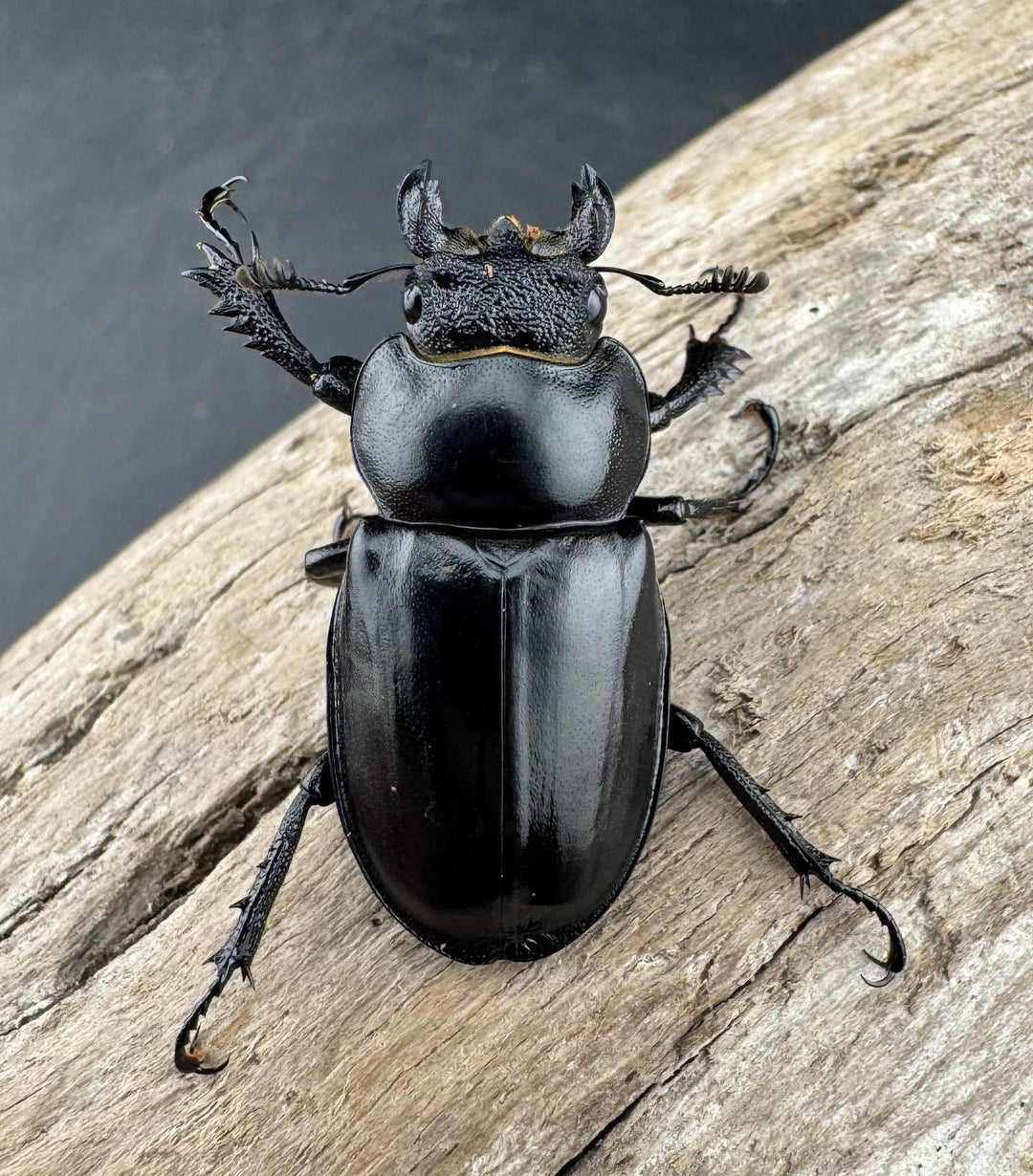 【WD】《パリーミヤマクワガタ 40mm ペア》