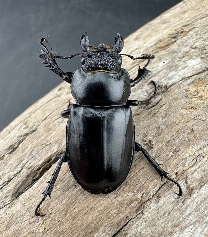 【WD】《パリーミヤマクワガタ 40mm ペア》