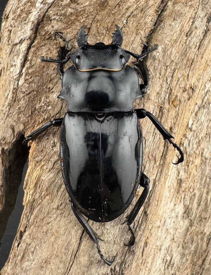 【WD】《インターメディアツヤクワガタ ガントン産 90mm ペア》