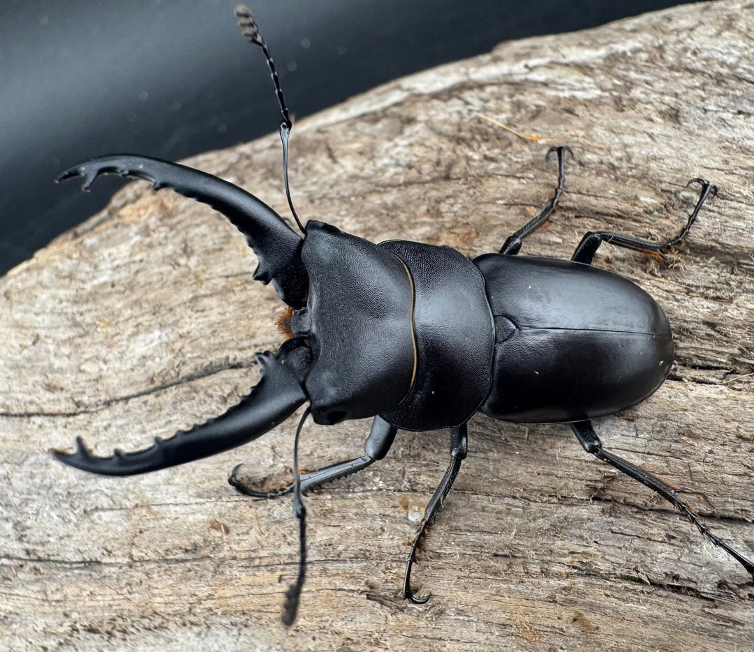 【WD】《トンキンノコギリヒラタ 海南省産 46.5mm ペア》