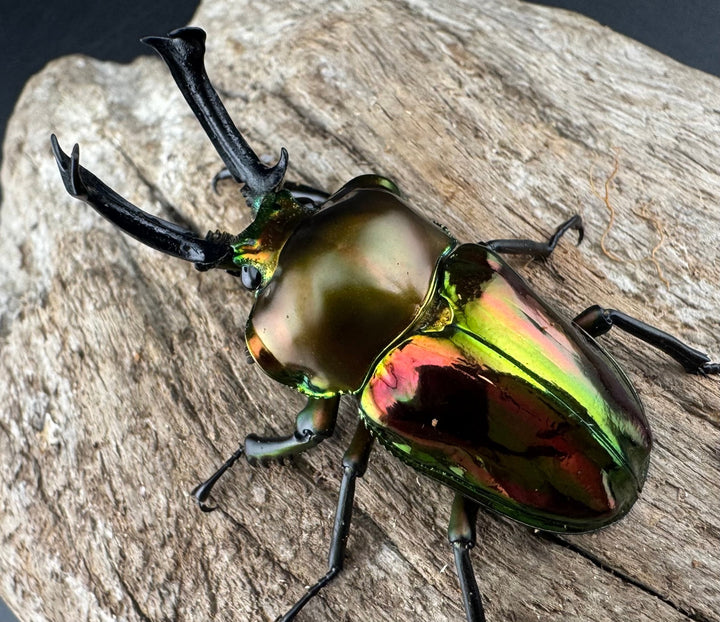 《ニジイロクワガタ 52mm ペア》