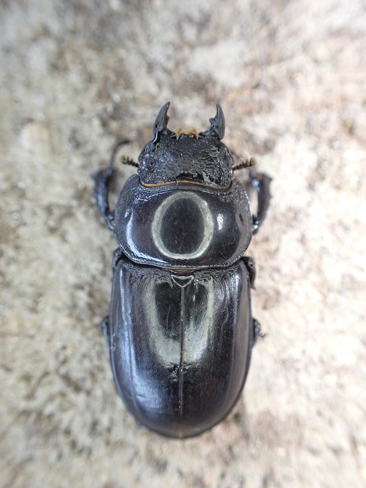 【WD】超貴重《ティアンムニセヒラタ 28mmペア》