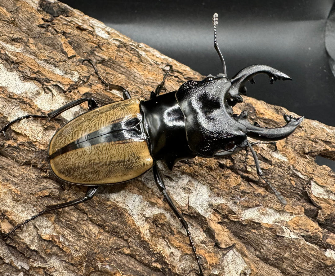 【WD】《ルデキンツヤクワガタ 64mm ペア》