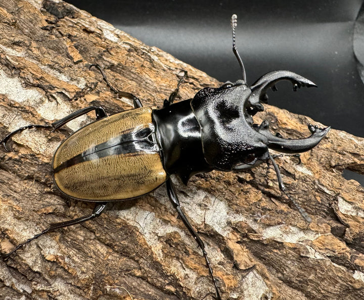 【WD】《ルデキンツヤクワガタ 64mm ペア》