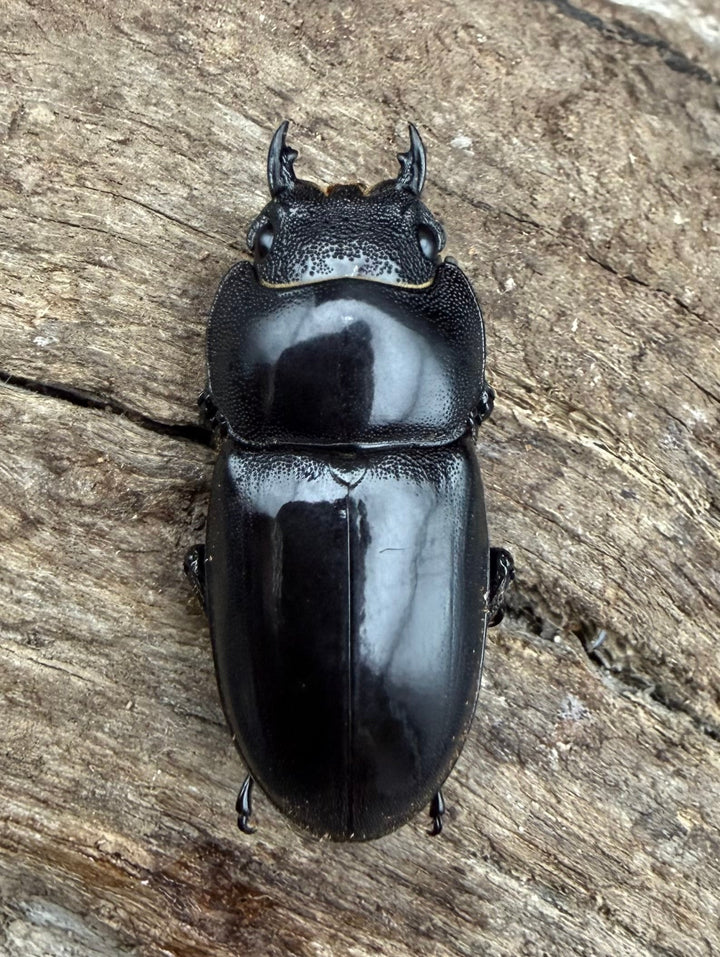 【WD】《タウネスヒラタクワガタ 47mm ペア》