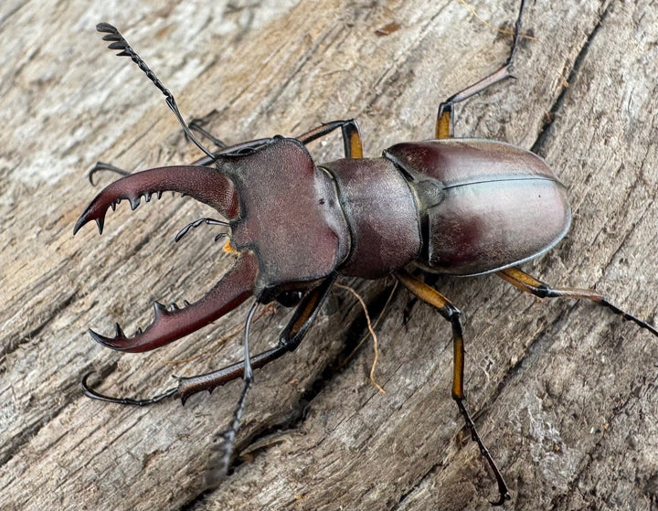 【WD】《ウーイーミヤマクワガタ 33.5mm♂♀♀トリオ》