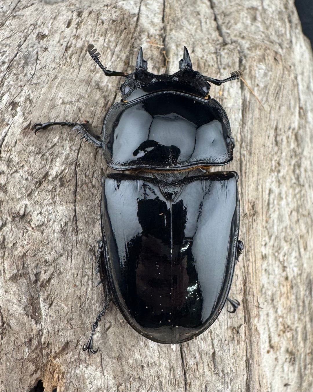 《レギウスオオツヤクワガタ 80mm ペア》