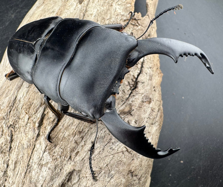 【WD】《スマトラオオヒラタ ベンクール産 93mm ペア》