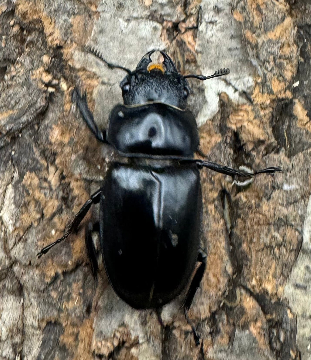 《サヌチフタマタ 65mm ペア》Moro氏ブリード個体