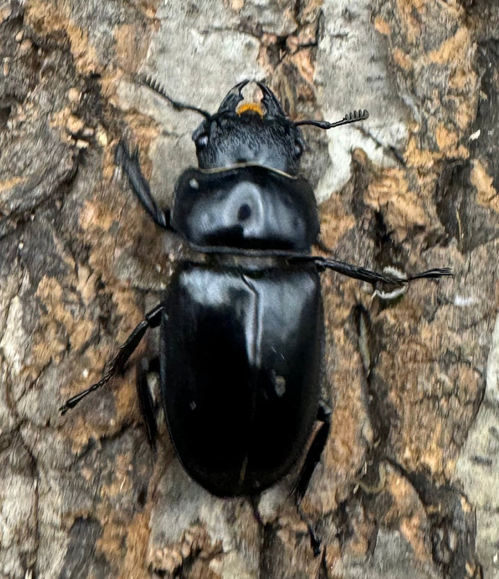 《サヌチフタマタ 65mm ペア》Moro氏ブリード個体