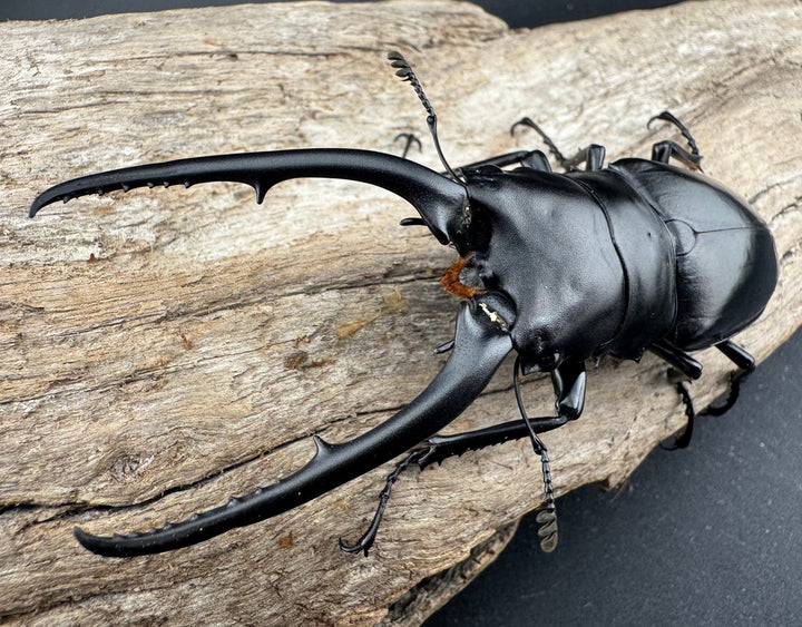 【WD】特大《コンフキウスノコギリクワガタ 94.5mm ペア》