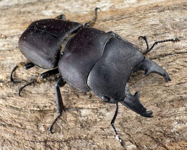 【WD】《タウルスヒラタ パラワン亜種 ロハス産 43.5mm A’品ペア》