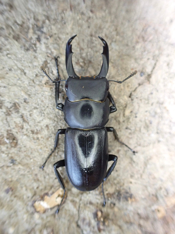 【WD】超貴重《ドルクスリョフssp. 28mm ペア》