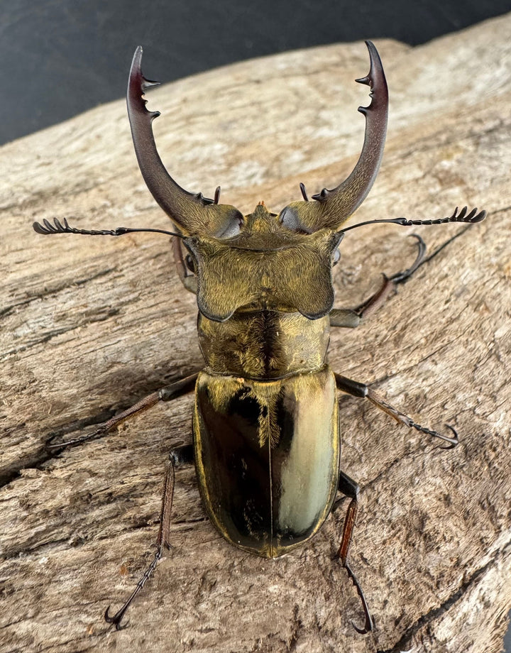 【WD】《メアレーミヤマ チベット産 50mm ペア》