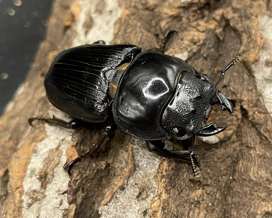 《ホペイオオクワガタ SL血統 73mm ペア》