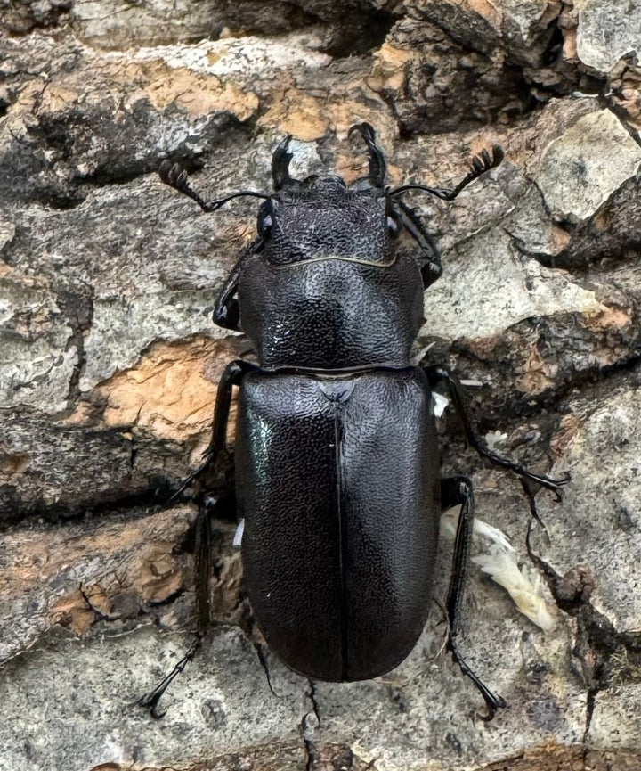 【美麗】《メタリフェルホソアカ 85mm ペア》セルヴォラン氏ブリード個体