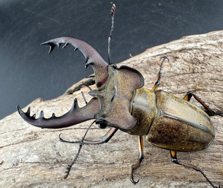 【WD】《ミヤマクワガタ 山梨県産 65mm ペア》