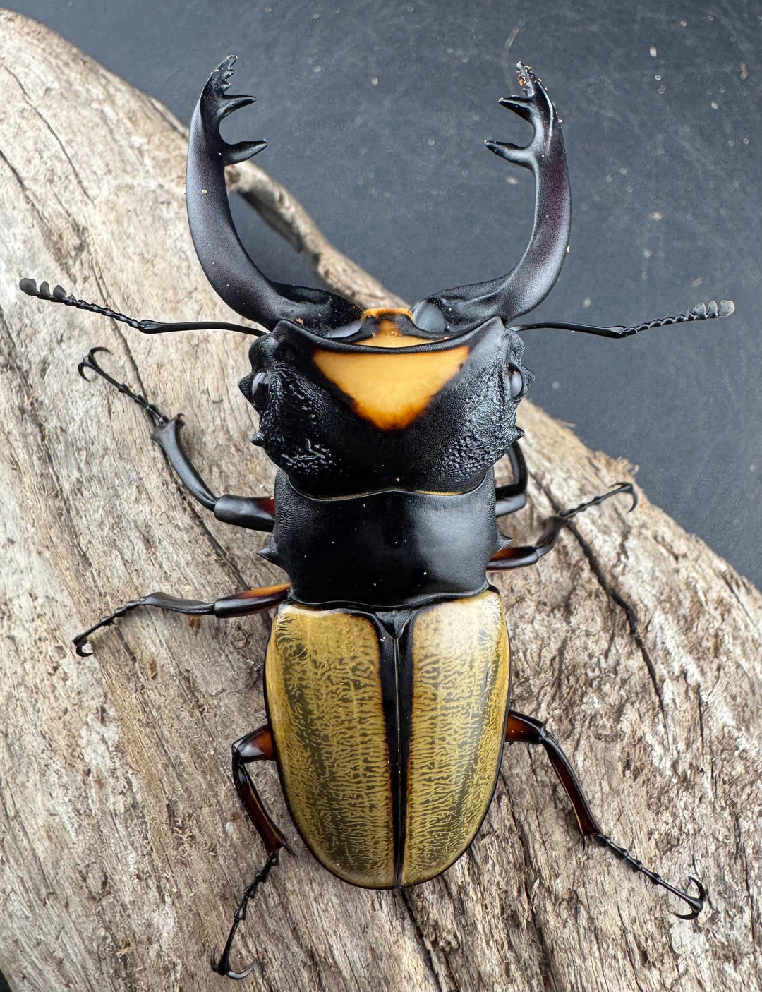 【WD】《ラコダールツヤクワガタ 79mm ペア》