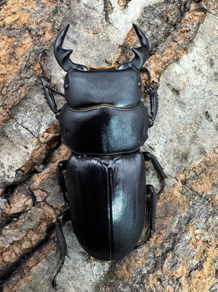 【WD】《ドルクス zhouchaoi（メンシウス ssp.） 34.5mm ペア》