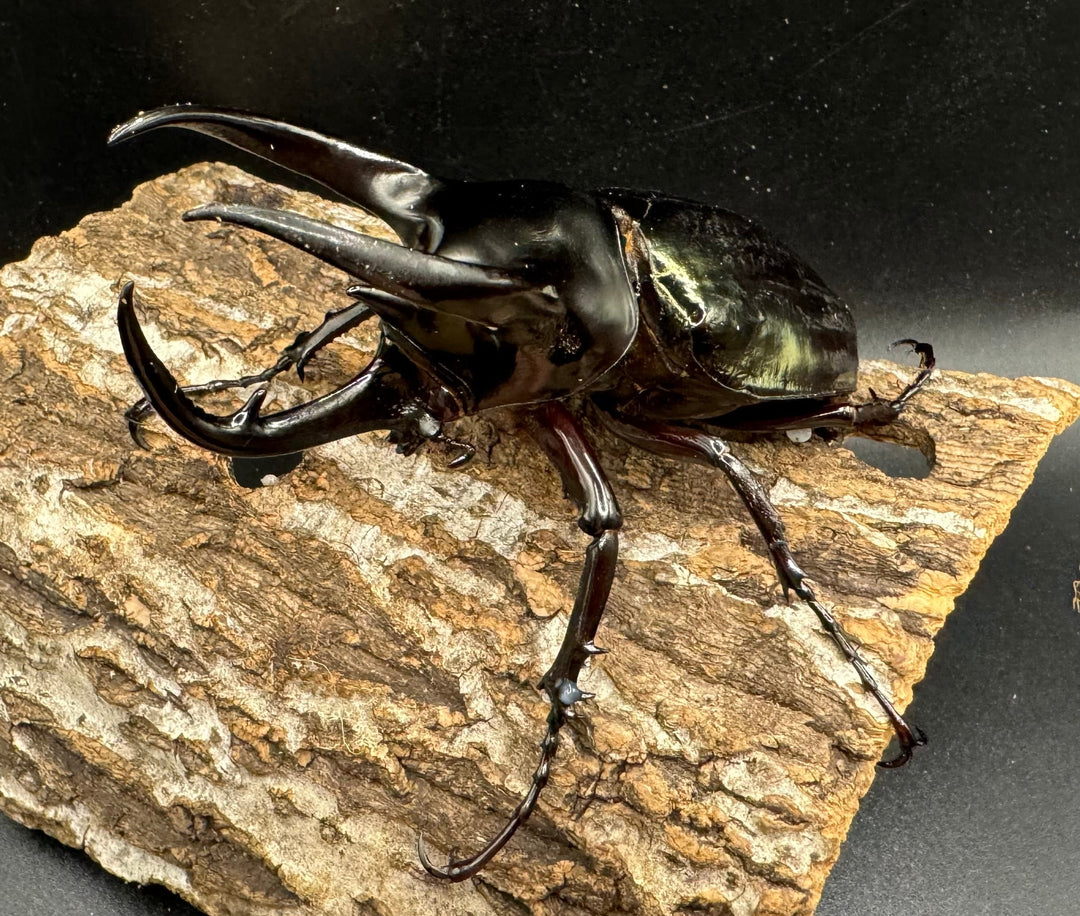 【WD】《スマトラコーカサスオオカブト 100mm ペア》